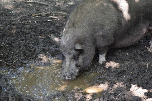 们在半决赛 们在半决赛