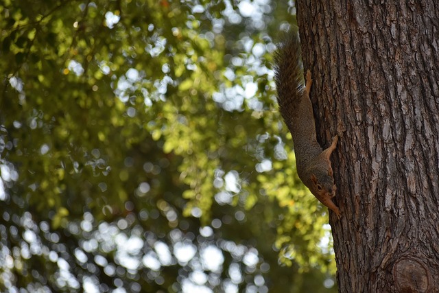 那不勒斯未 那不勒斯未