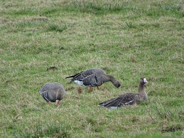 兰的频频攻 兰的频频攻